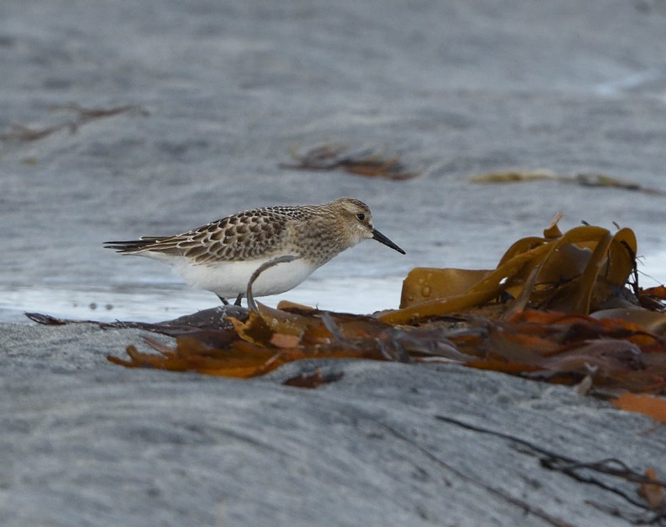 Baird's Sandpiper