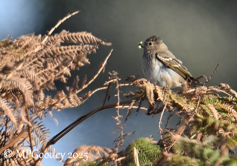 Common Rosefinch