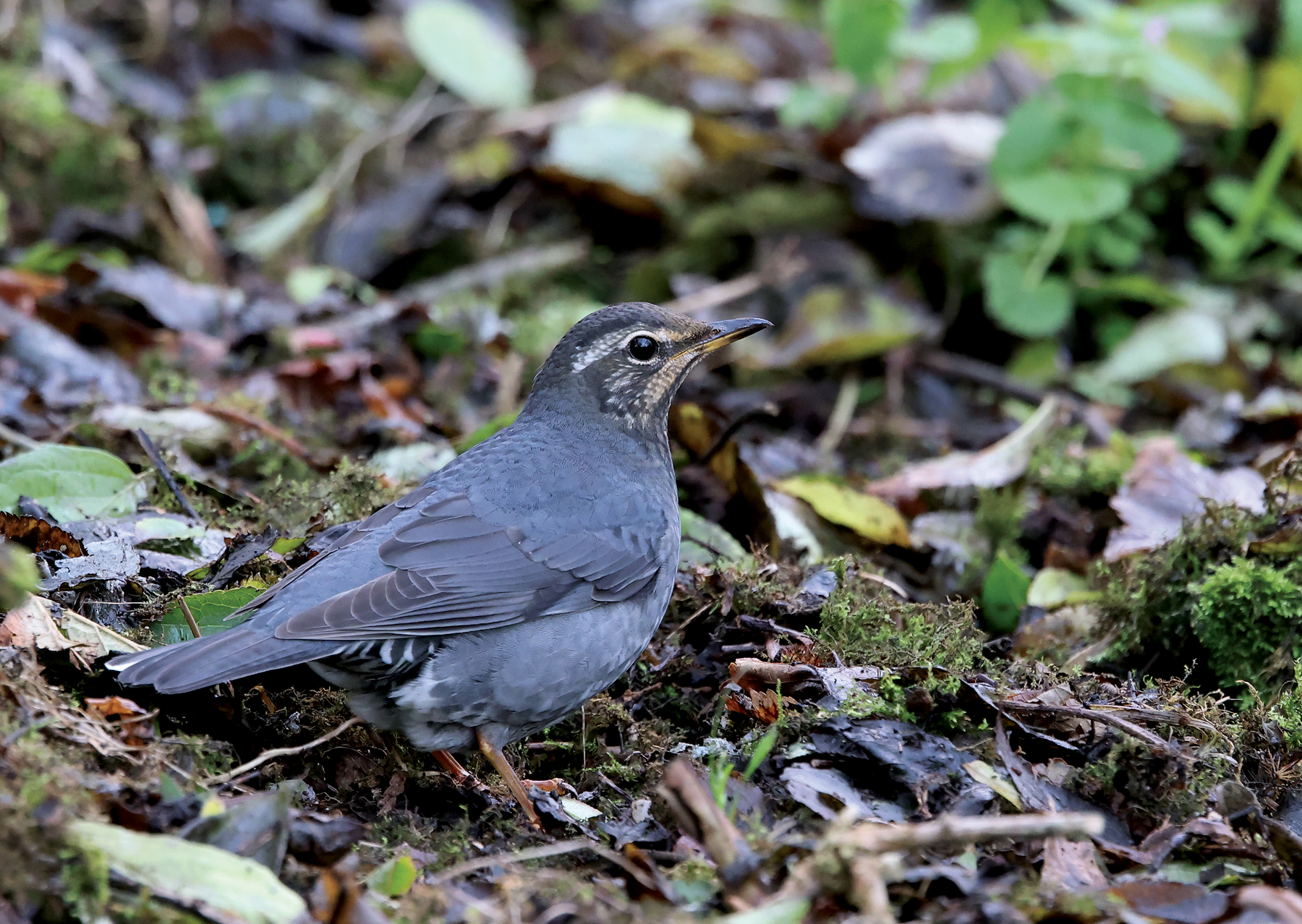 Siberian Thrush