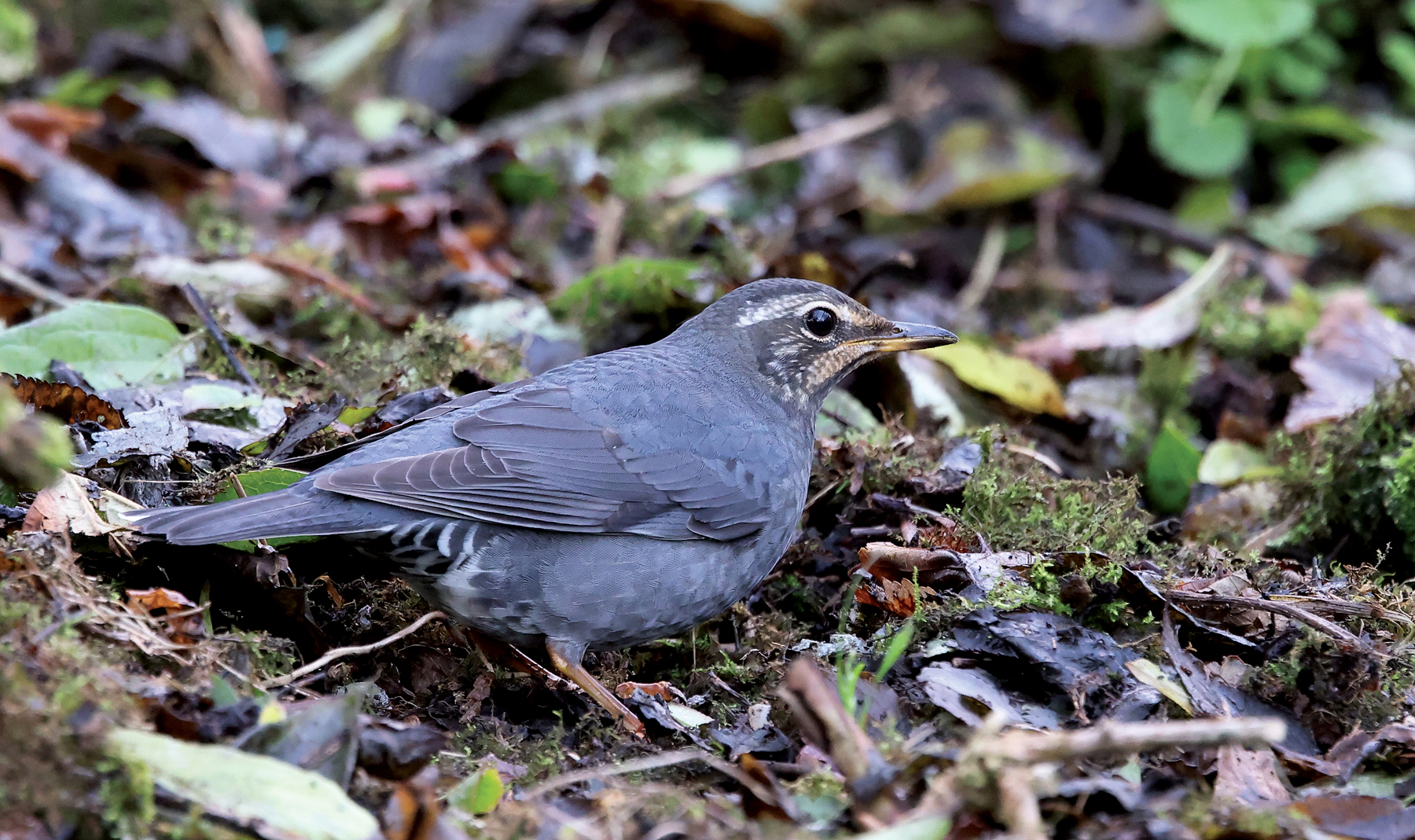 Siberian Thrush