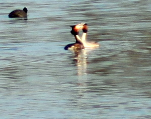 Great Crested Grebe