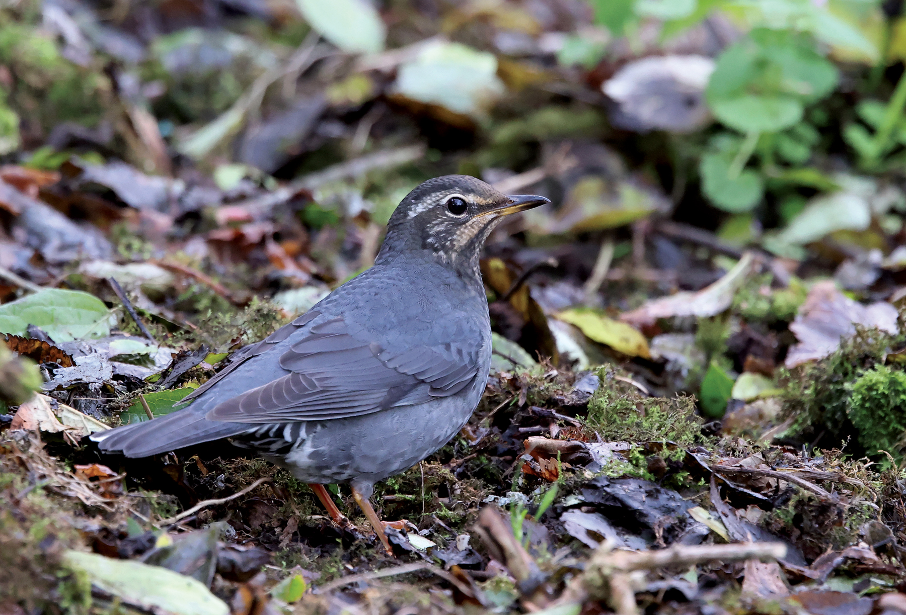 Siberian Thrush