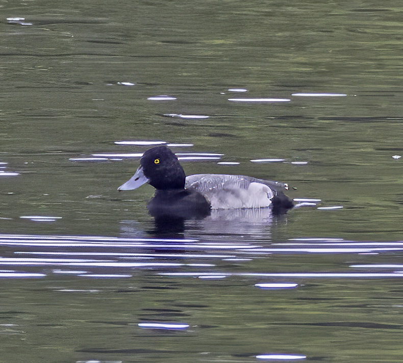 Lesser Scaup