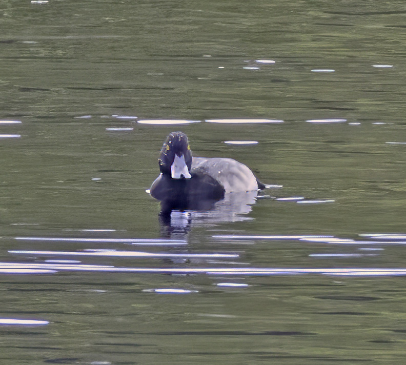 Lesser Scaup