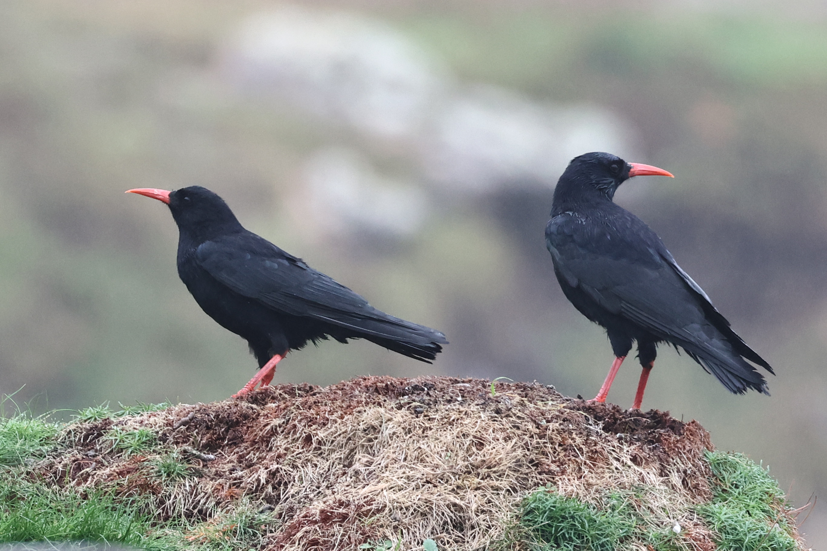 Chough