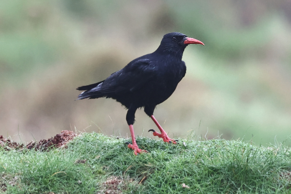 Chough