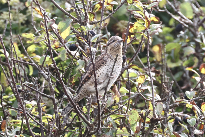 Wryneck