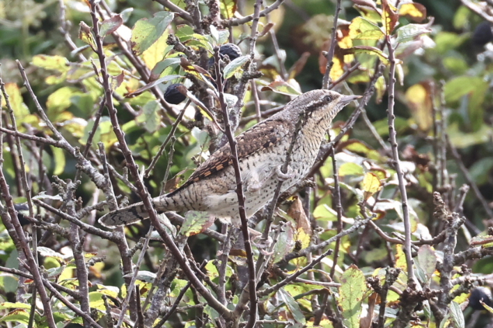 Wryneck