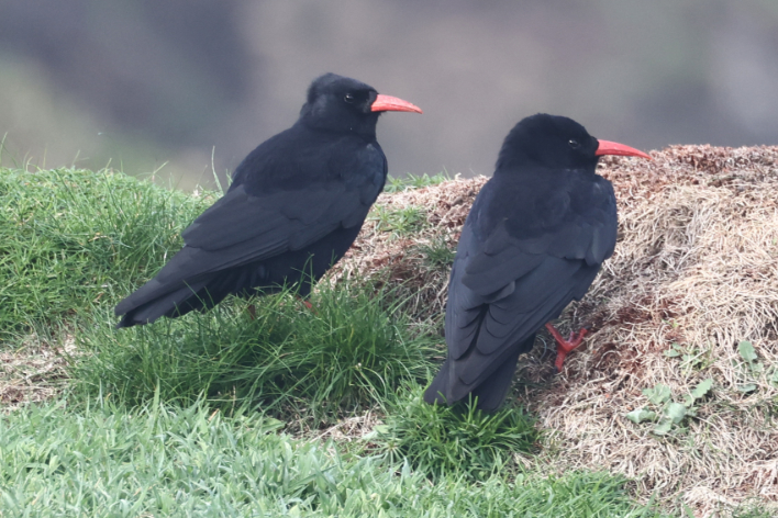 Chough