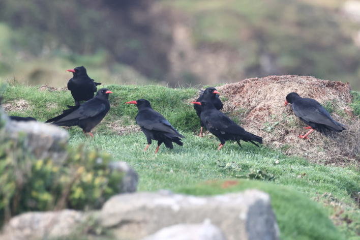 Chough