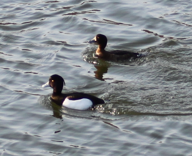 Tufted Duck