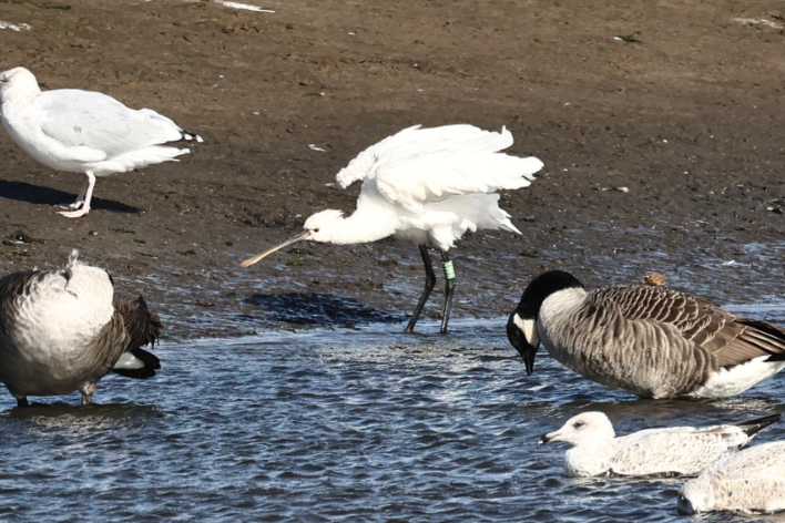 Spoonbill