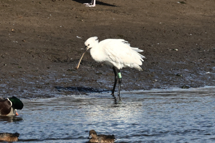Spoonbill