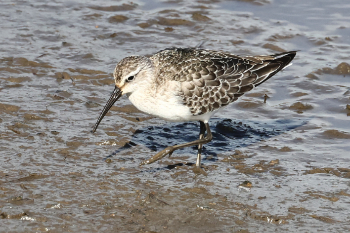 Curlew Sandpiper