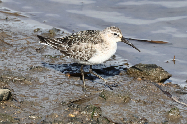 Curlew Sandpiper