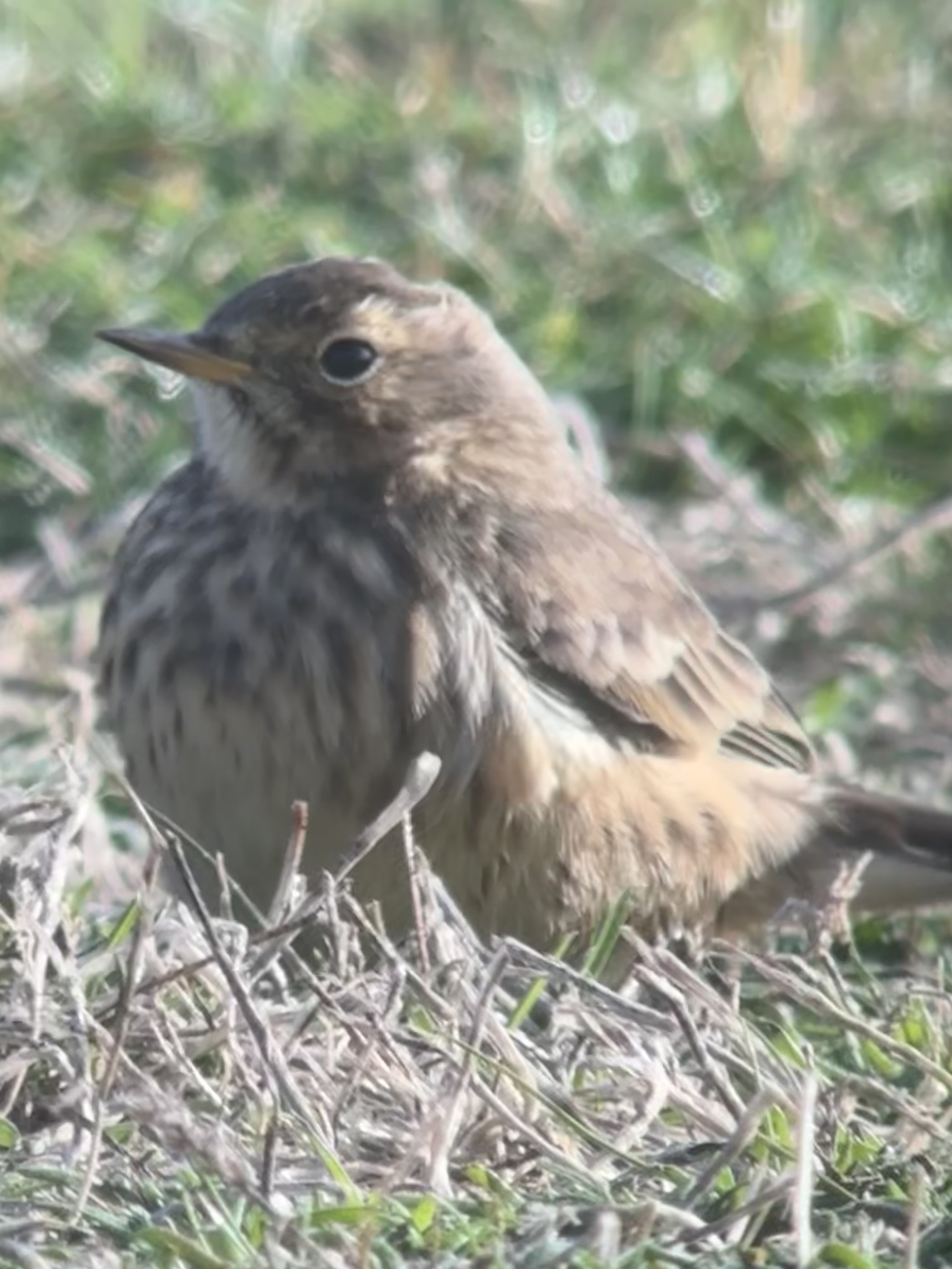 American Pipit 