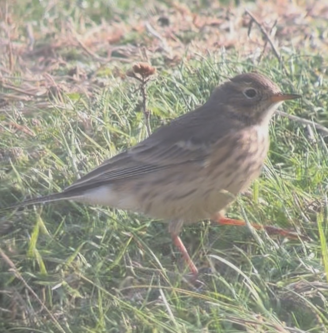 American Pipit