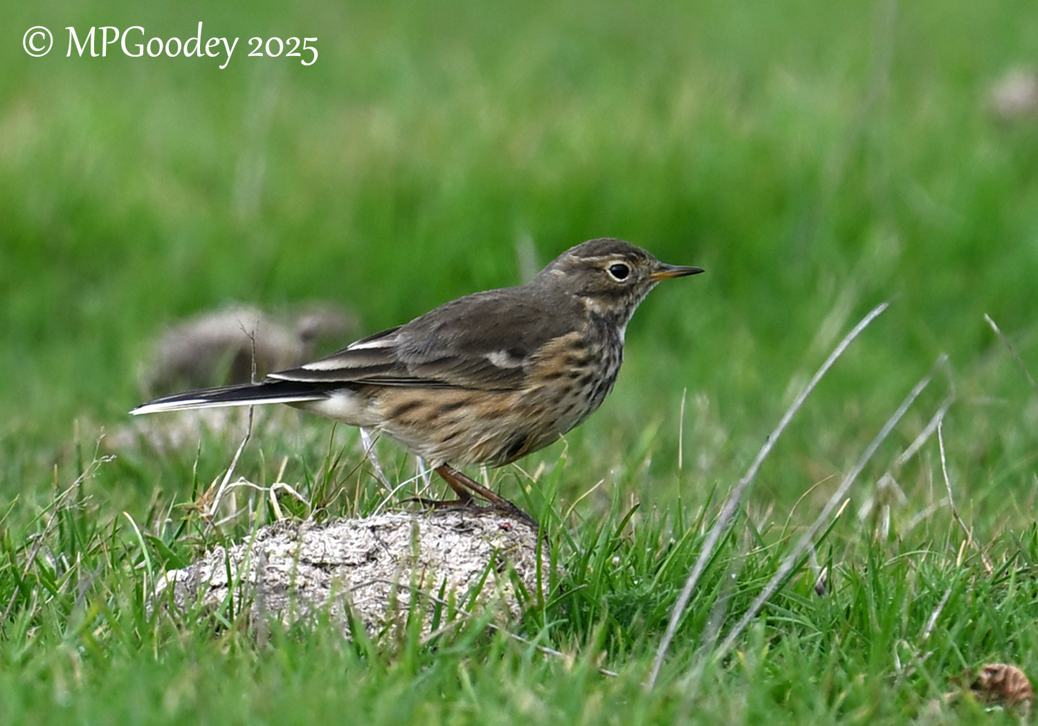 American Pipit