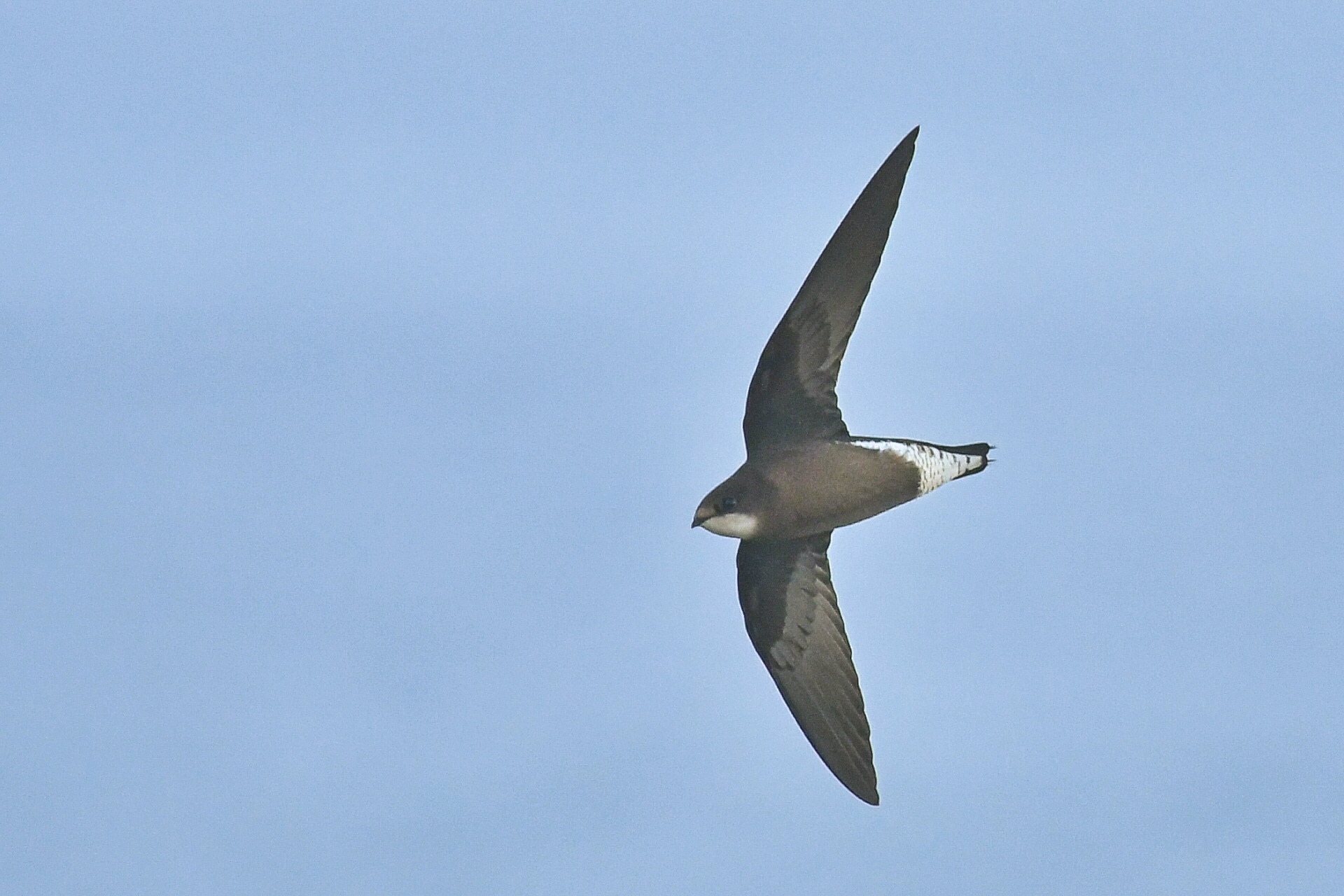 White-throated Needletail