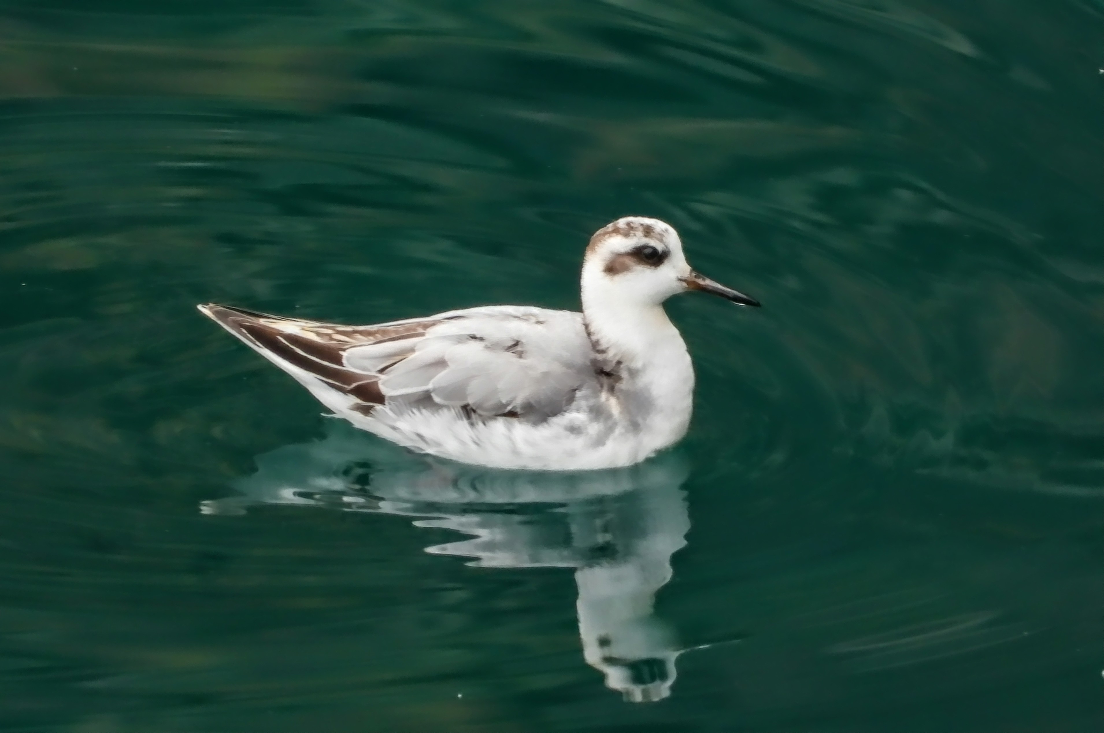 Grey Phalarope