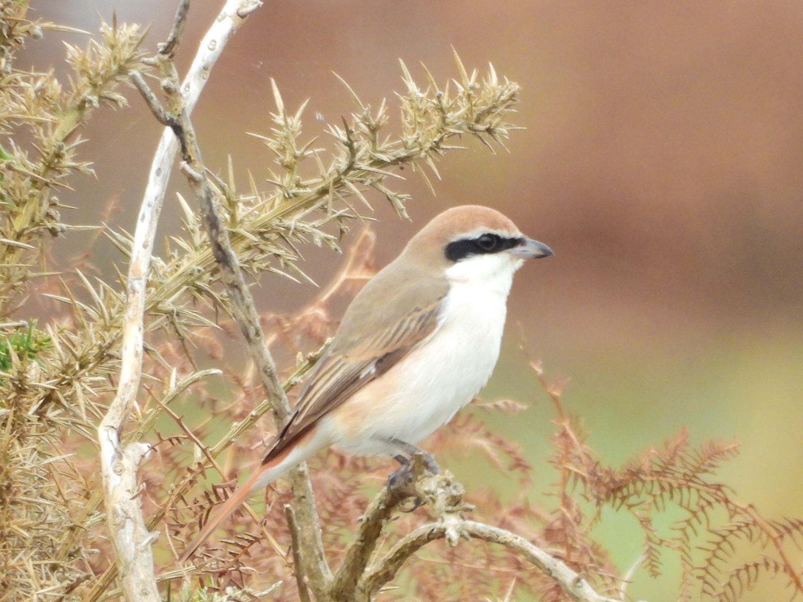 Turkestan Shrike