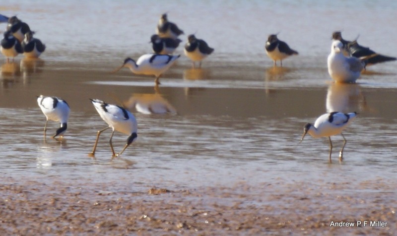 Avocet