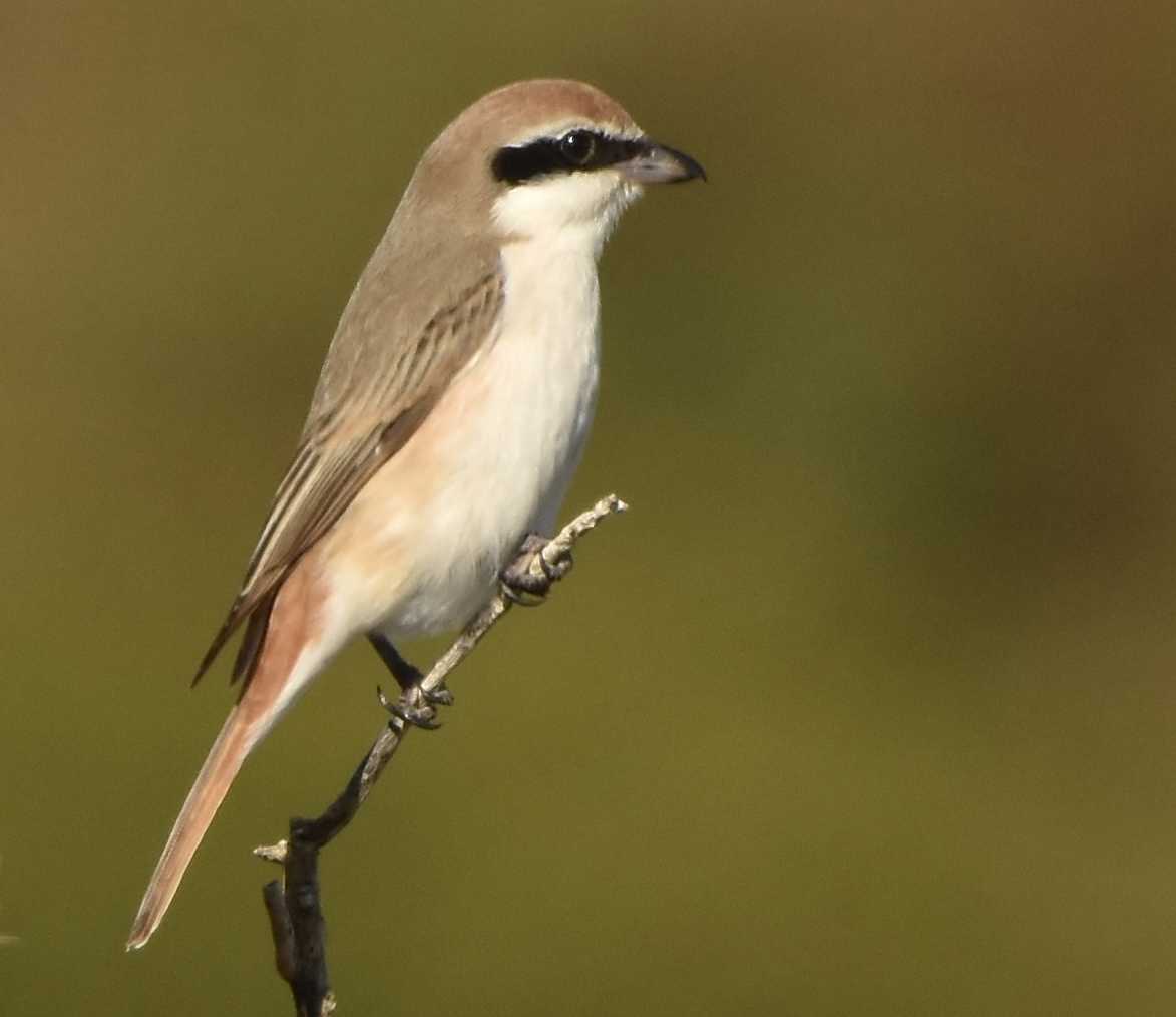 Turkestan Shrike