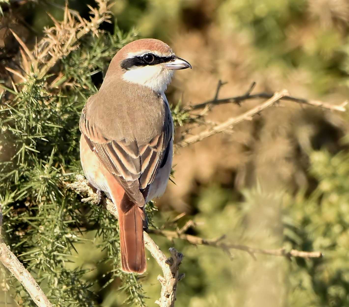 Turkestan Shrike