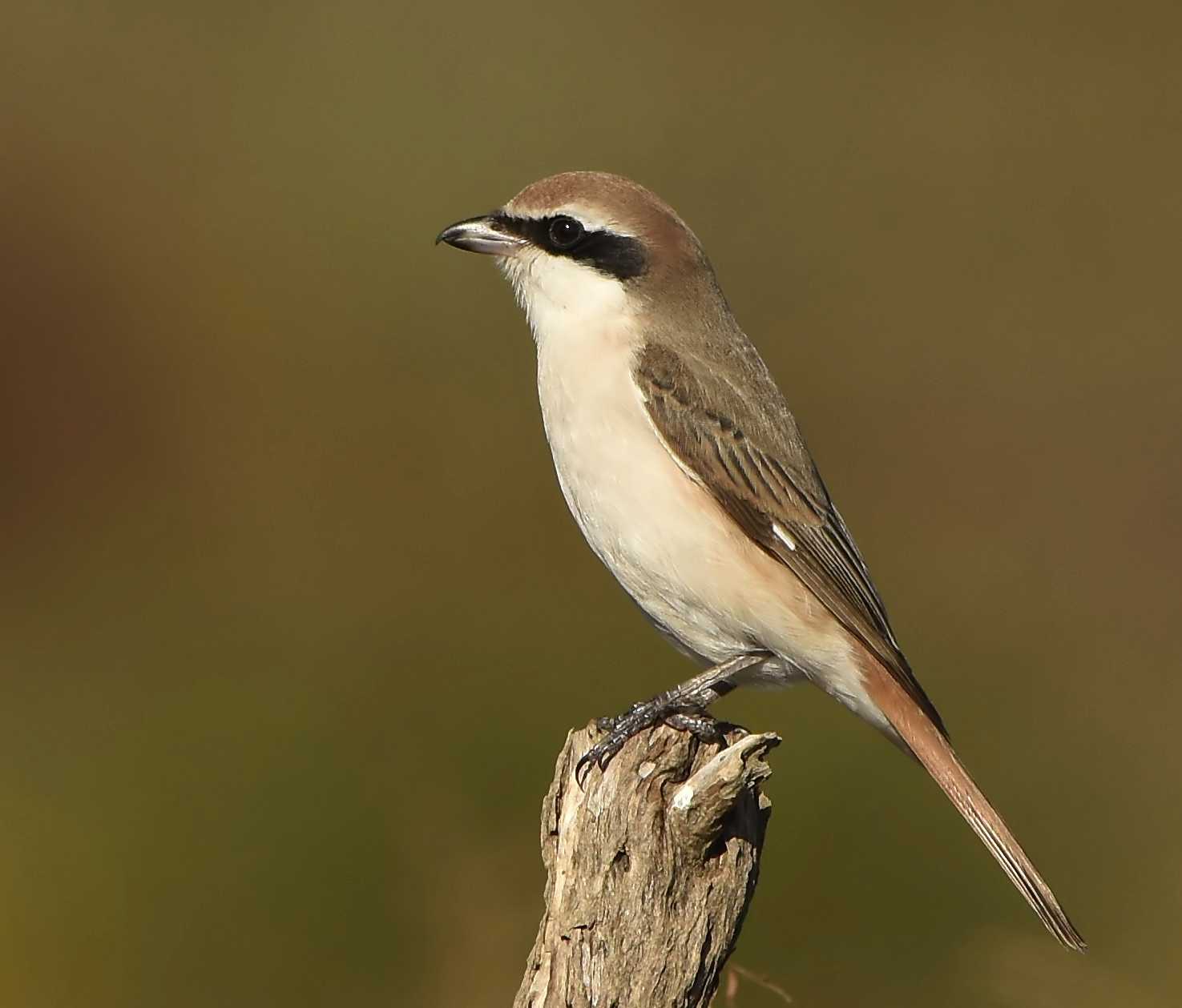 Turkestan Shrike