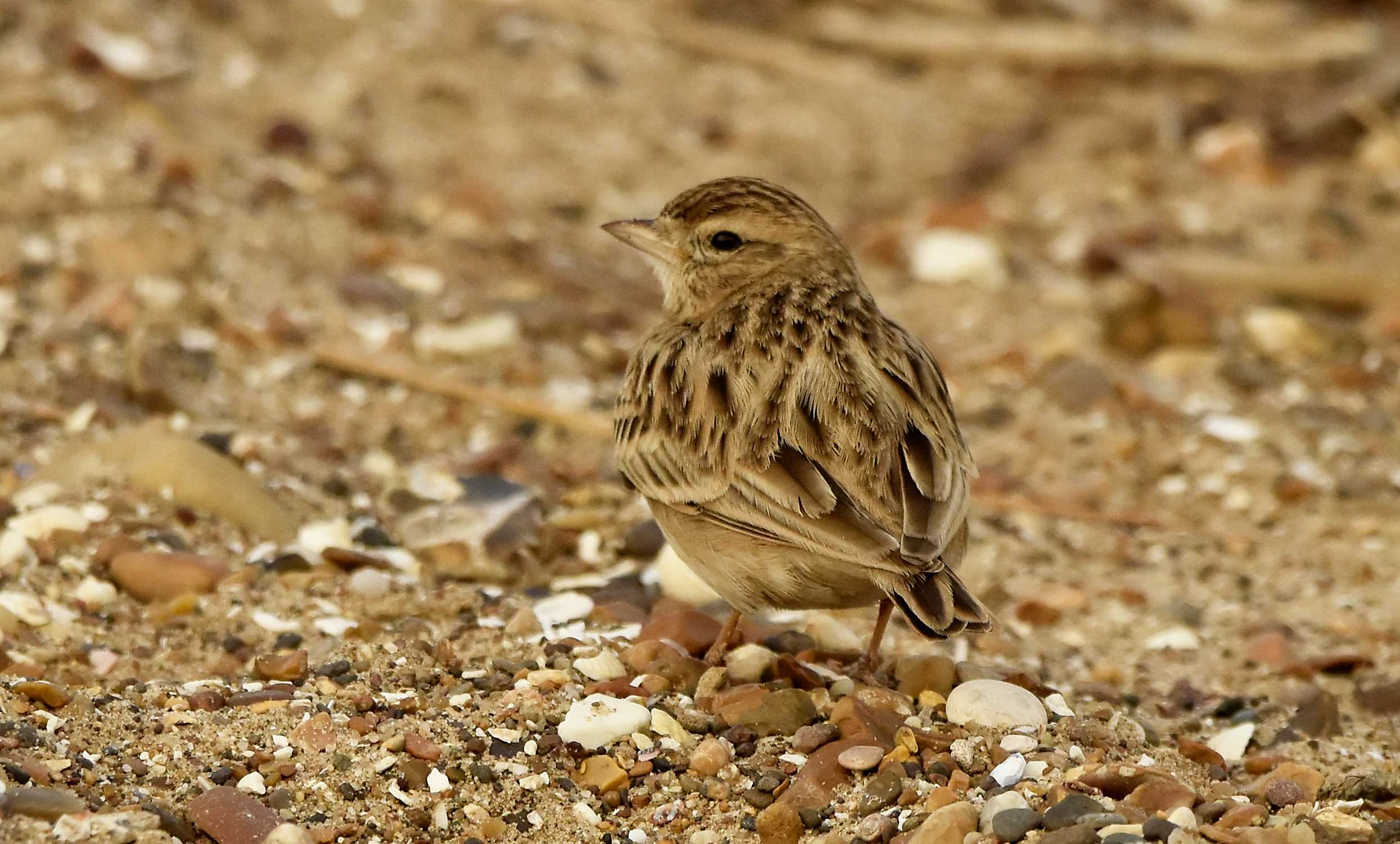 Short-toed Lark
