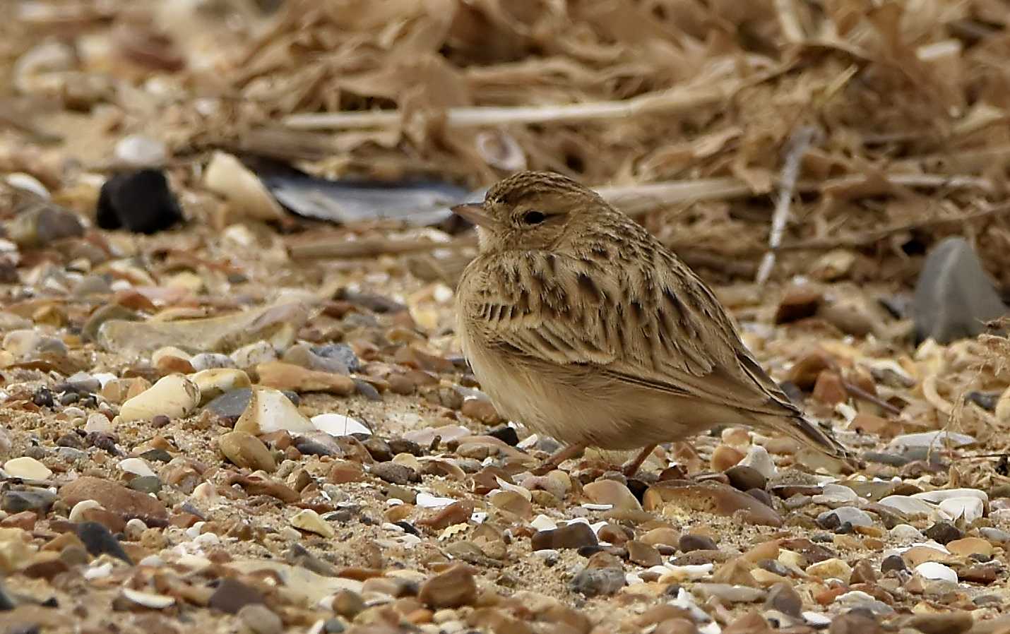 Short-toed Lark