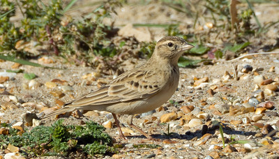 Short-toed Lark