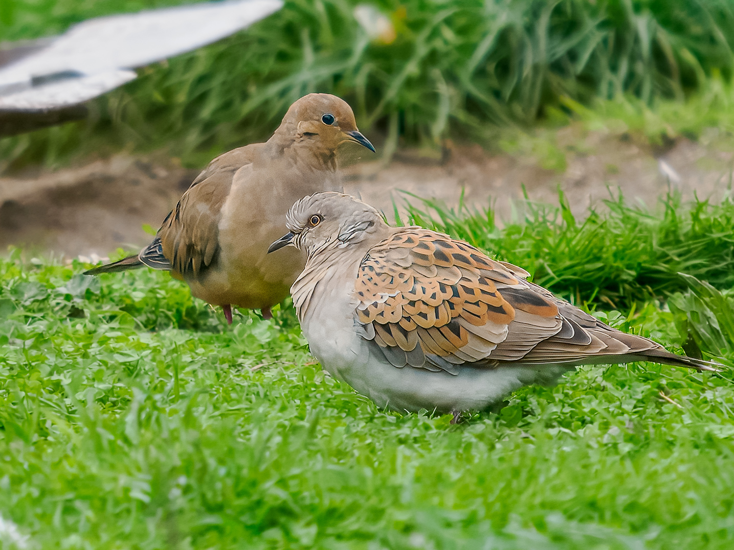 Mourning Dove