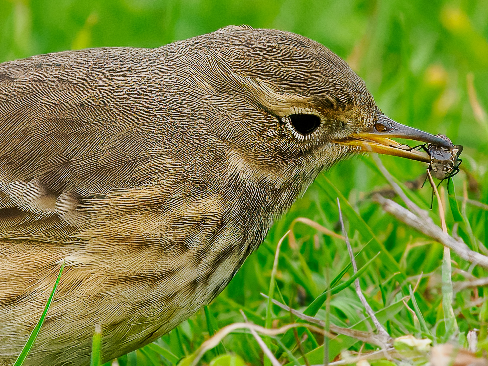 American Pipit
