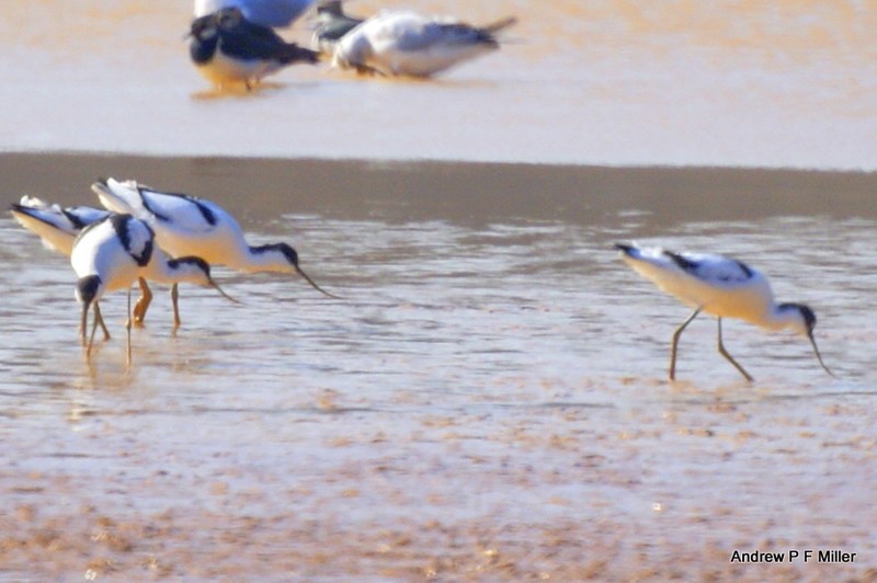 Avocet