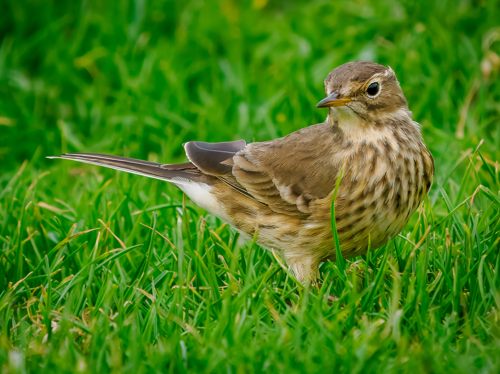 American Pipit