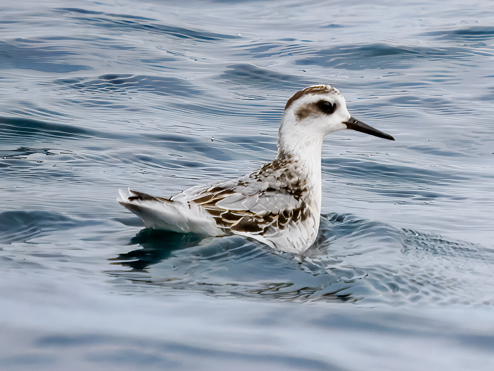 Grey Phalarope
