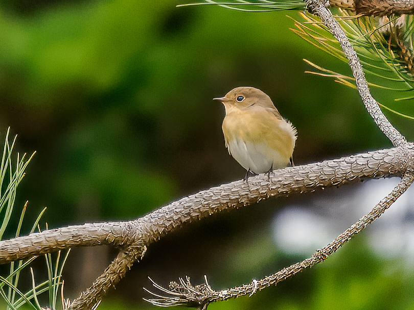 Red-breasted Flycatcher