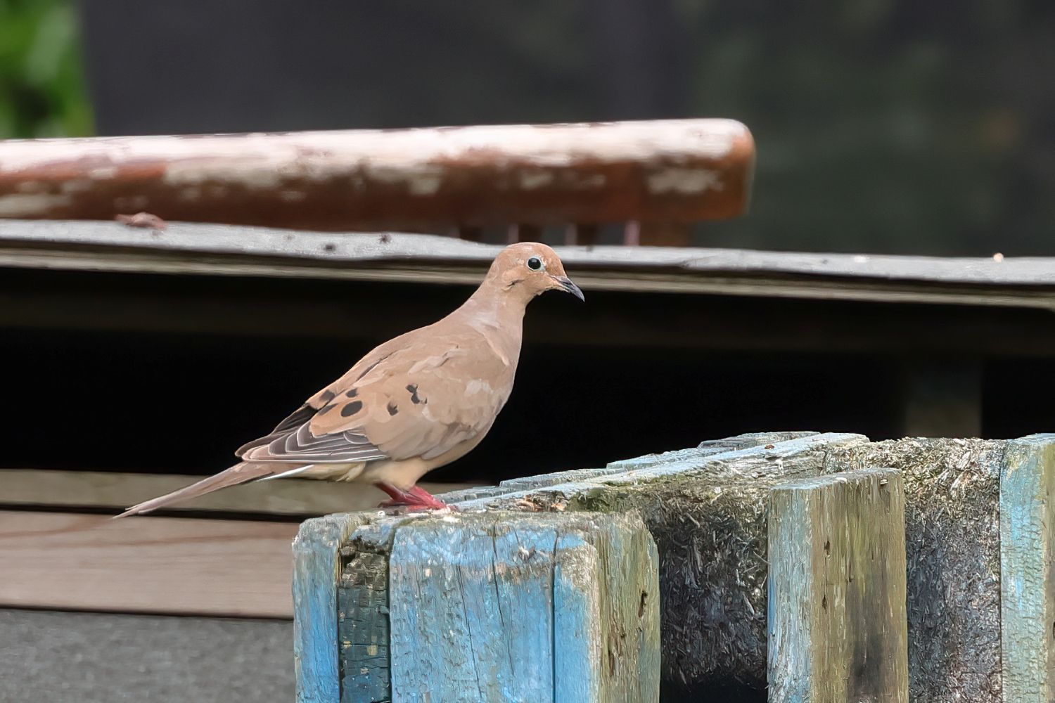 Mourning Dove