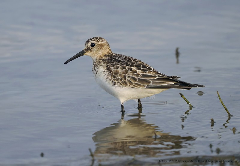 Baird's Sandpiper