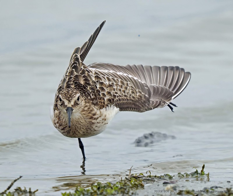 Baird's Sandpiper