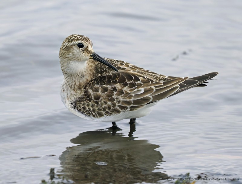 Baird's Sandpiper