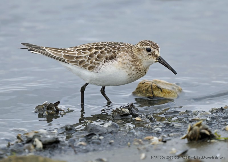 Baird's Sandpiper