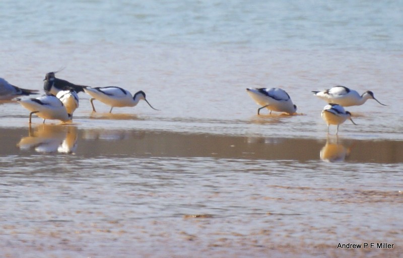 Avocet