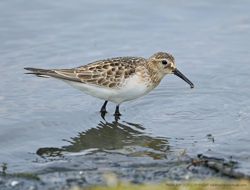 Baird's Sandpiper