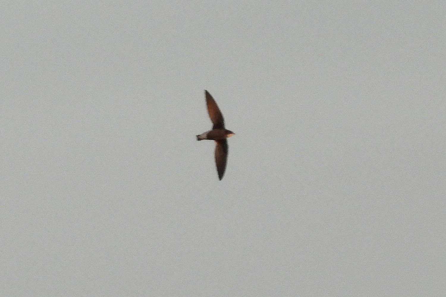 White-throated Needletail