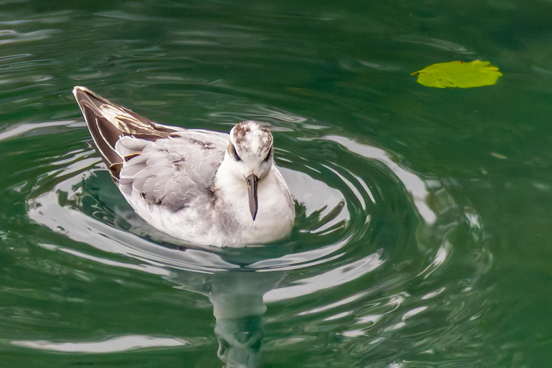 Grey Phalarope