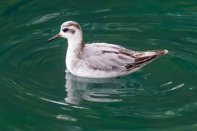 Grey Phalarope