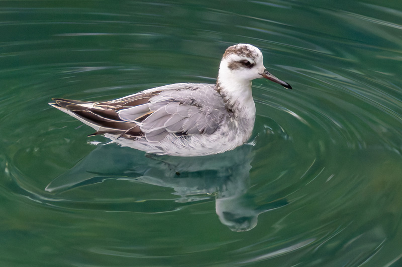 Grey Phalarope