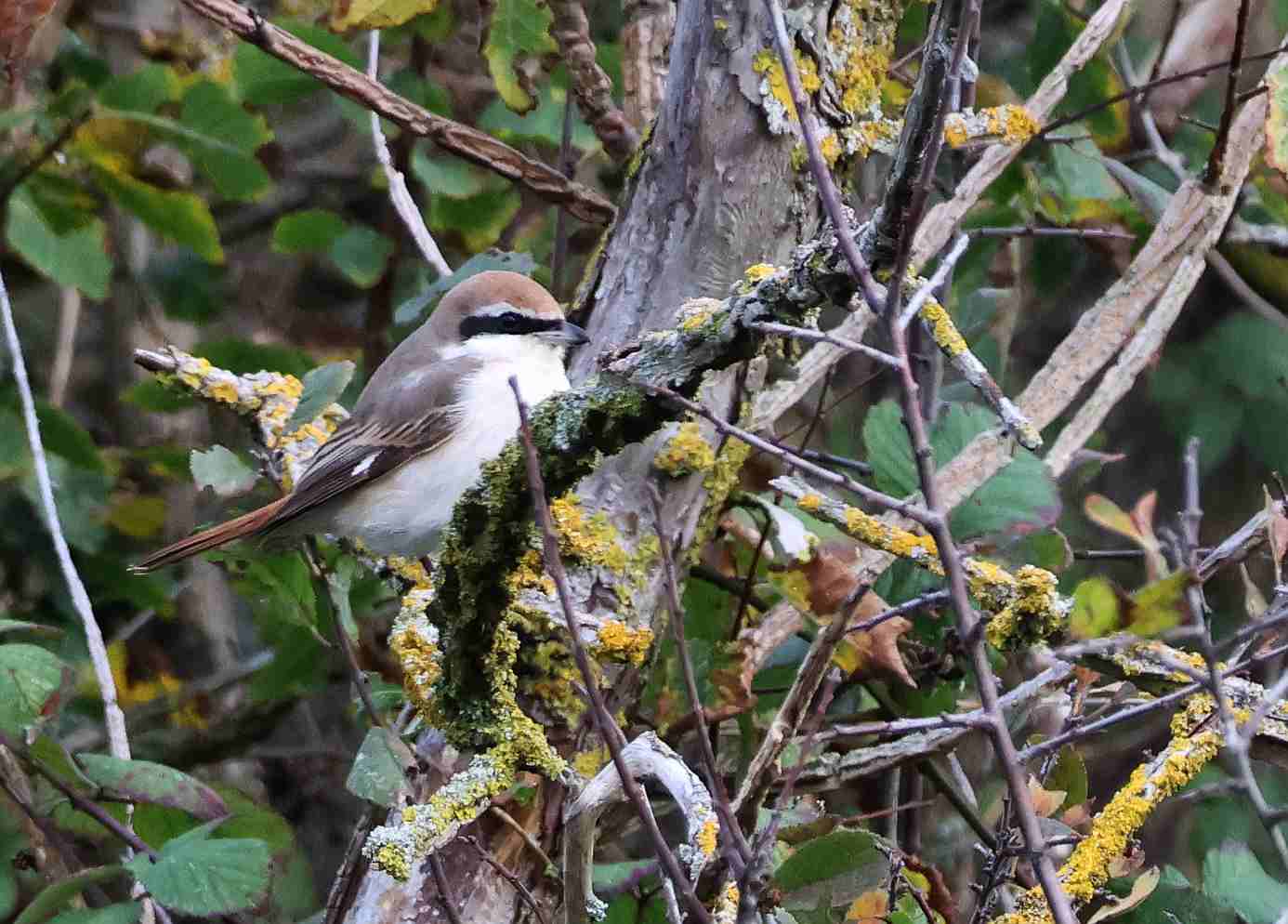 Turkestan Shrike
